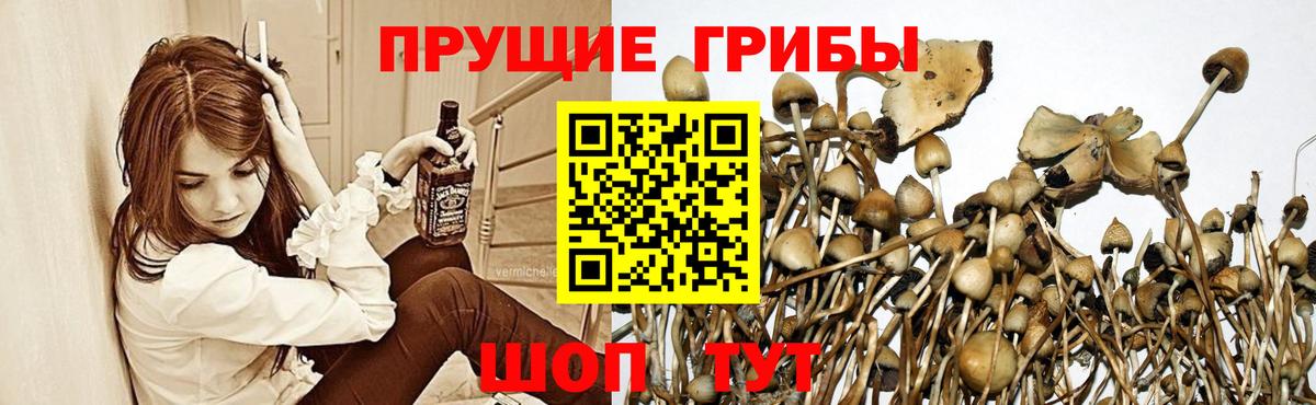 Псилоцибиновые грибы MAGIC MUSHROOMS  Вход с VPN  Рузаевка 